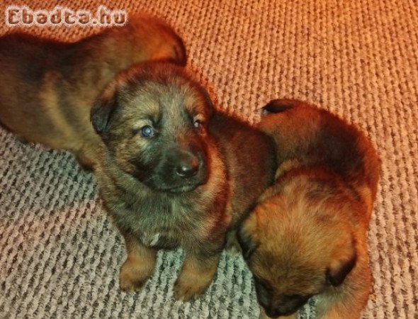 Ordas Németjuhász babák