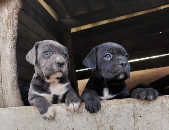 Cane corso