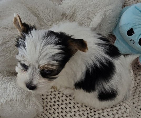 Biewer yorkshire terrier