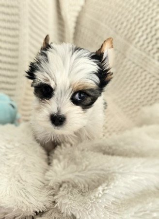 Biewer yorkshire terrier