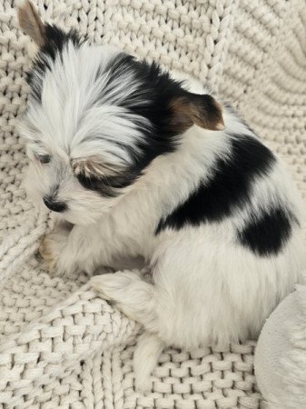 Biewer yorkshire terrier