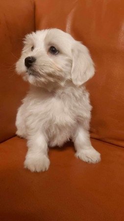 Bichon Havanese