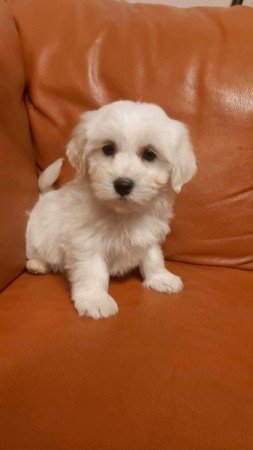 Bichon Havanese