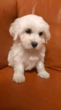 Bichon Havanese