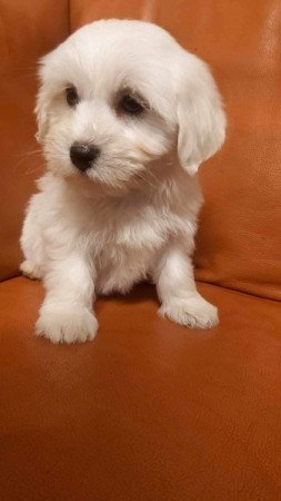 Bichon Havanese