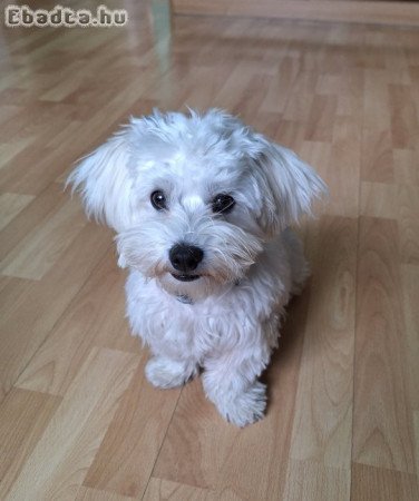 Elado Maltai selyem kan kiskutya 5honapos