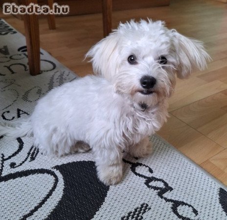 Elado Maltai selyem kan kiskutya 5honapos