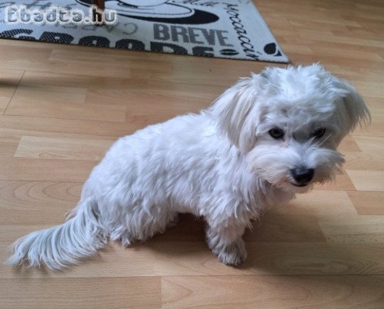 Elado Maltai selyem kan kiskutya 5honapos