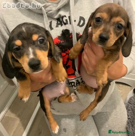 Chiweenies pups availiable