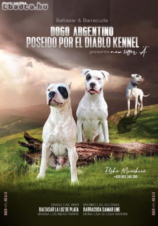 4 hetes Dogo Argentino kölykök foglalhatók