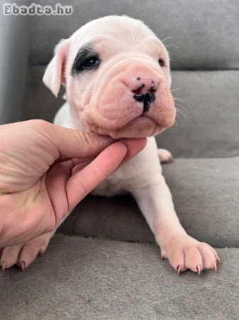 4 hetes Dogo Argentino kölykök foglalhatók