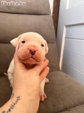 4 hetes Dogo Argentino kölykök foglalhatók