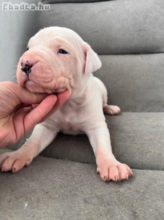 4 hetes Dogo Argentino kölykök foglalhatók