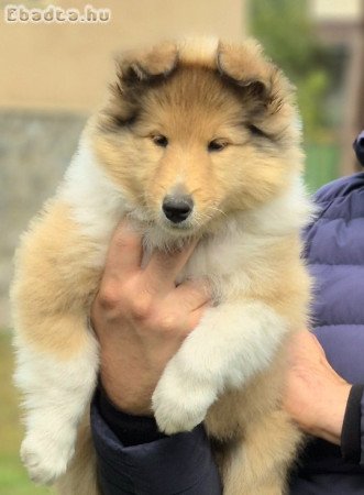 Skót juhász, collie kan kiskutya