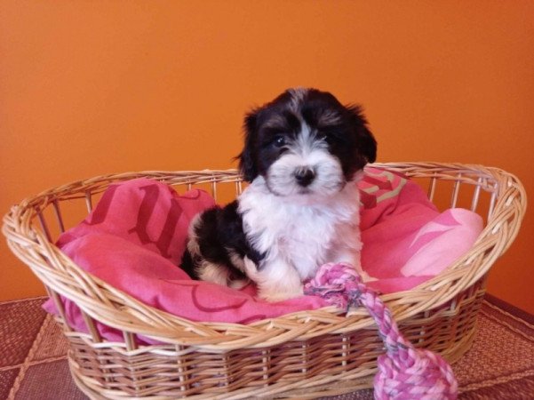 Bichon Havanese