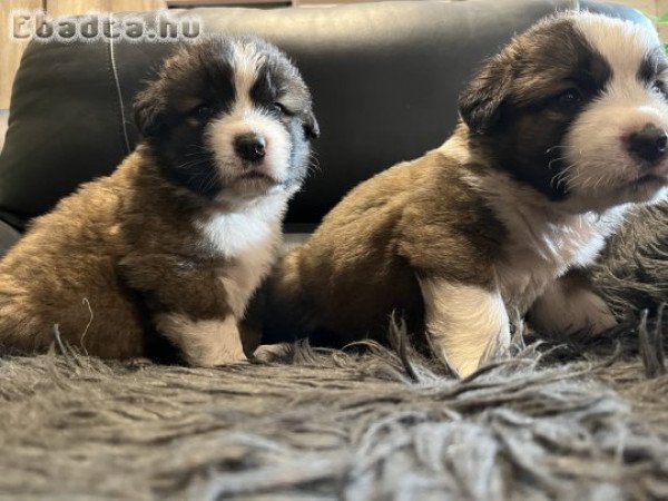 Moszkvai őrkutya babák gazdit keresnek
