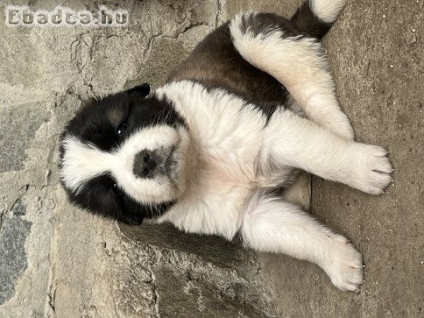 Moszkvai őrkutya babák gazdit keresnek