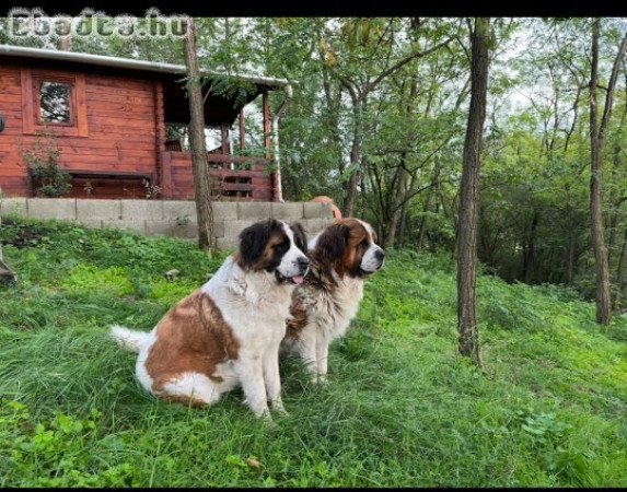Moszkvai őrkutya babák gazdit keresnek