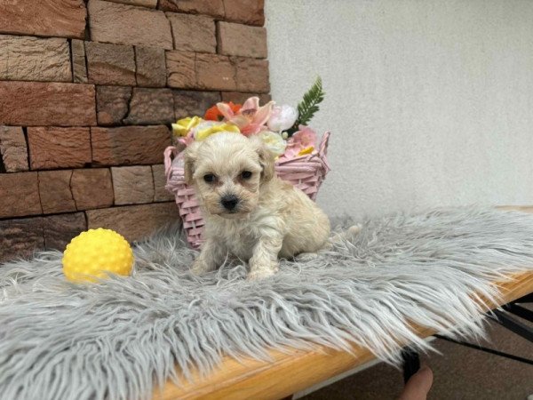 Maltipoo
