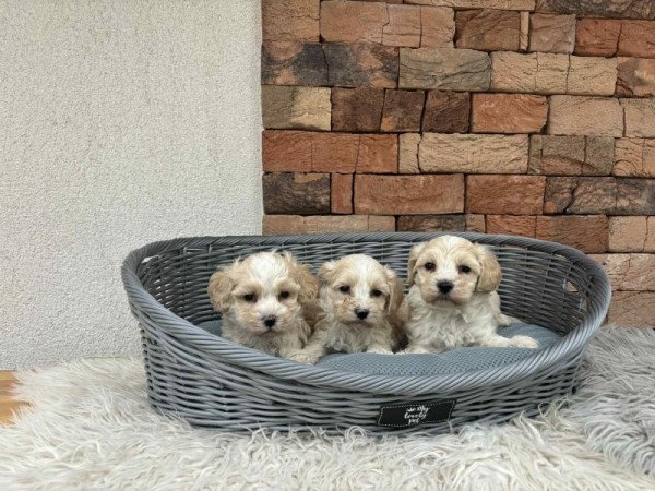 Maltipoo