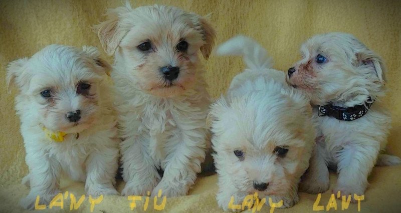 Bichon havanese