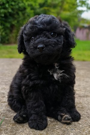 Fajtajellegű uszkár kutya