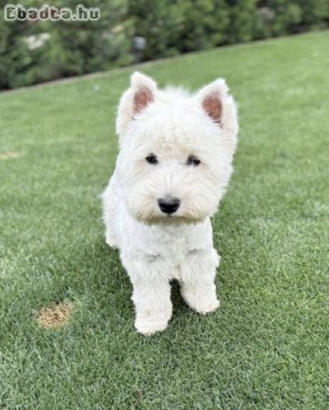 1 éves szuka Westie kutyus