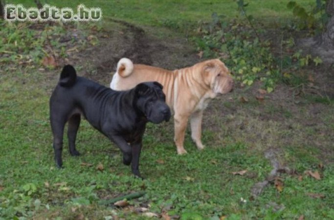 Shar pei kiskutyák