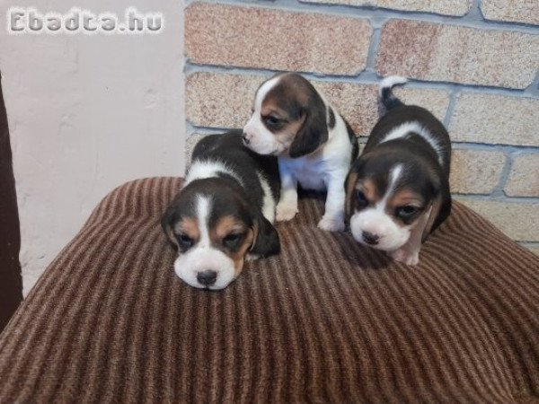 Beagle kis kutyák