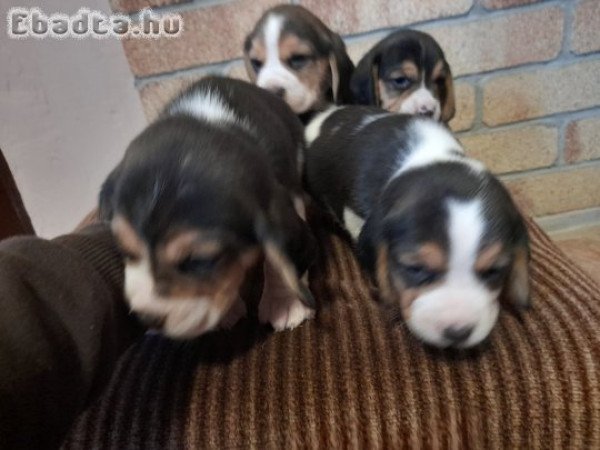 Beagle kis kutyák