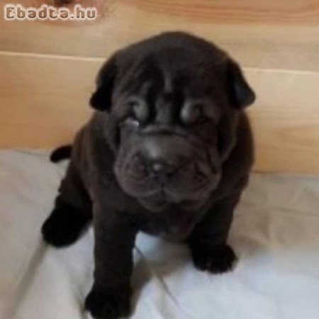 Shar pei kiskutyák