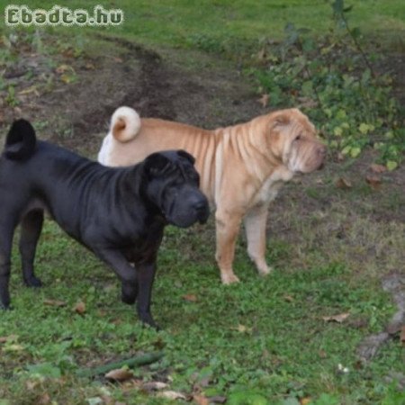 Shar pei kiskutyák