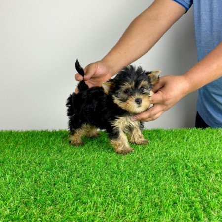 Yorkshire terrier