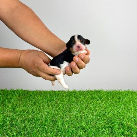 Cavalier King Charles spániel