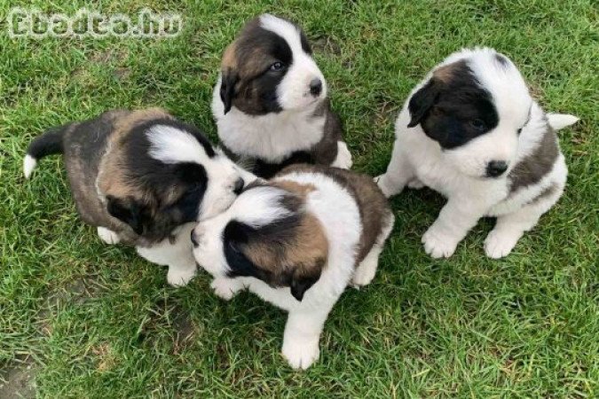 Moszkvai őrkutya kölykök