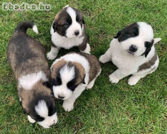 Moszkvai őrkutya kölykök