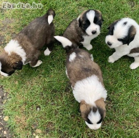 Moszkvai őrkutya kölykök