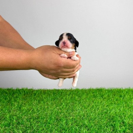 Cavalier King Charles spániel