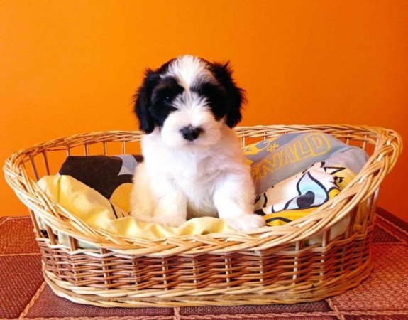 Bichon Havanese