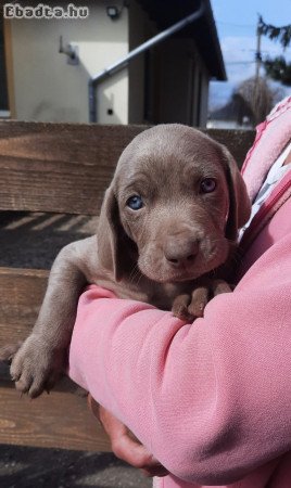 Eladó Weimari vizsla kiskutyàk