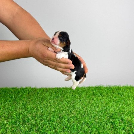 Cavalier King Charles spániel