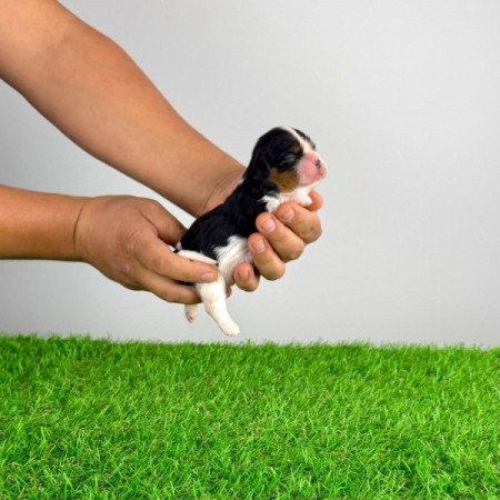 Cavalier King Charles spániel