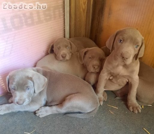 Eladó Weimari vizsla kiskutyàk