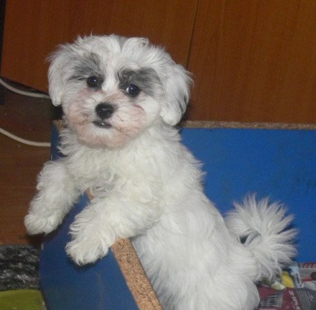 BICHON HAVANESE