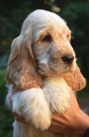 angol cocker spaniel