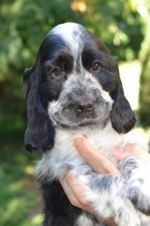 angol cocker spaniel