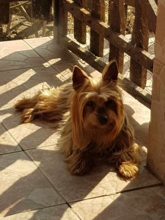 Yorkshire terrier