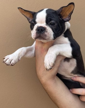 Boston Terrier kiskutyák