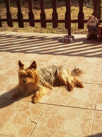 Yorkshire terrier