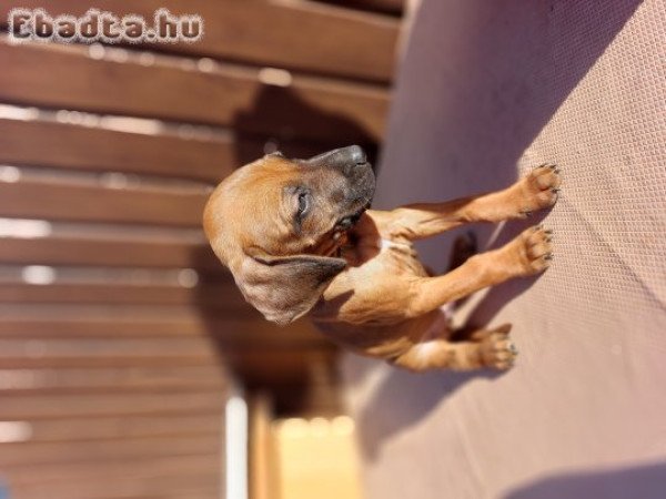 Eladó Rhodesiai Ridgeback kiskutyák.